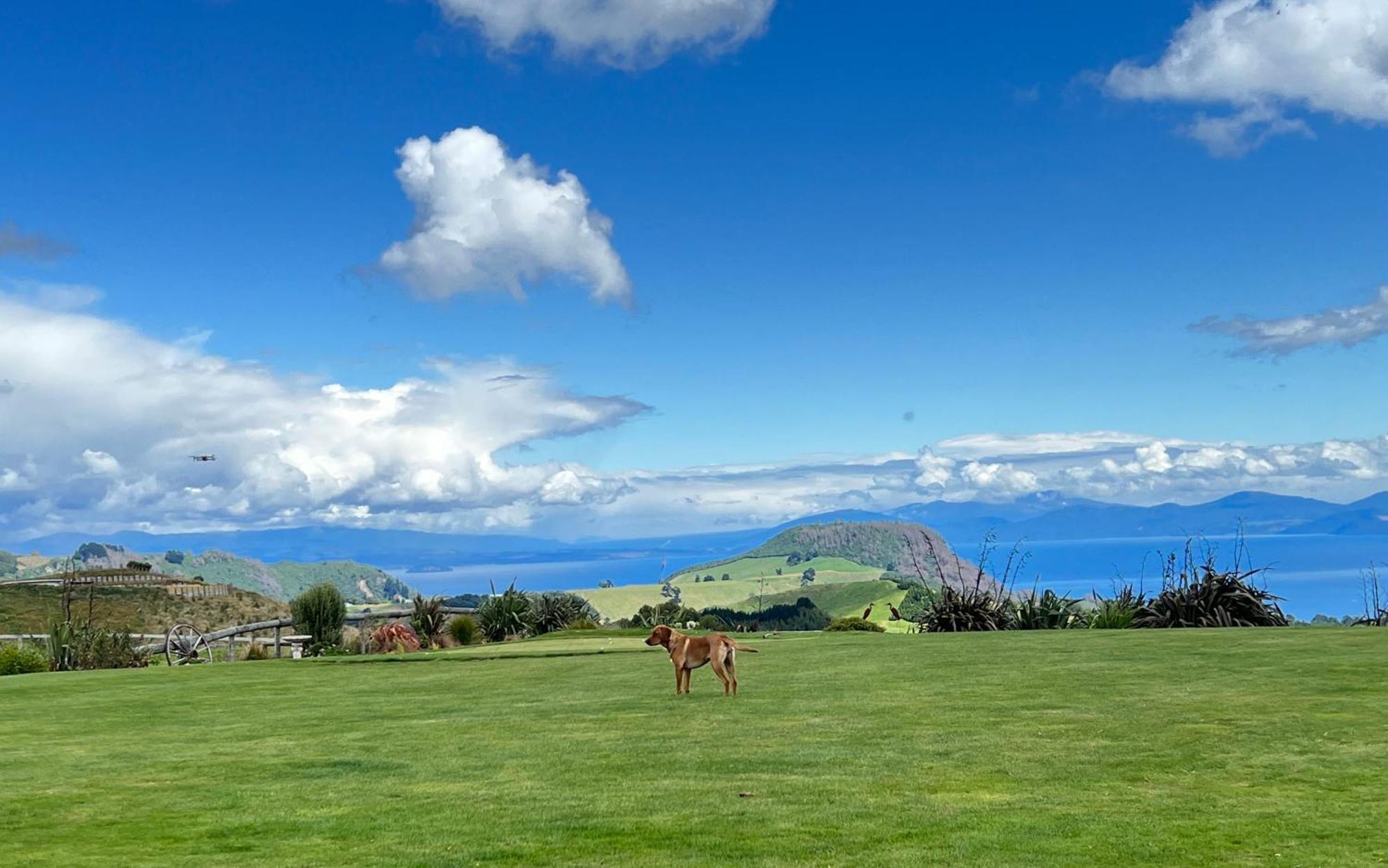 Hilltop Whakaipo Estate Τούπο Εξωτερικό φωτογραφία