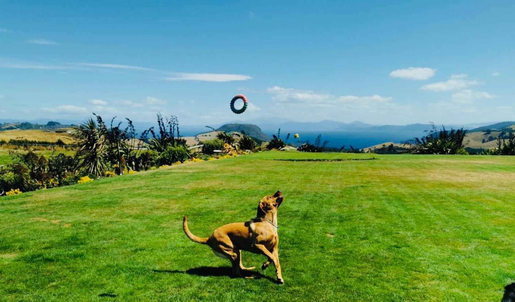 Hilltop Whakaipo Estate Τούπο Εξωτερικό φωτογραφία